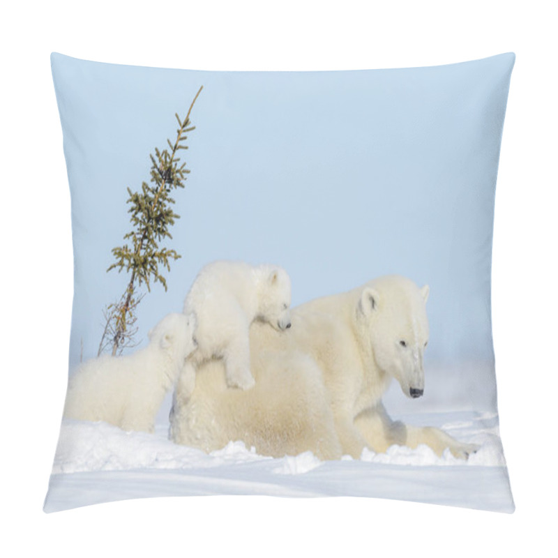 Personality  Polar Bear Mother (Ursus Maritimus) Playing With Two Cubs, Wapusk National Park, Manitoba, Canada Pillow Covers