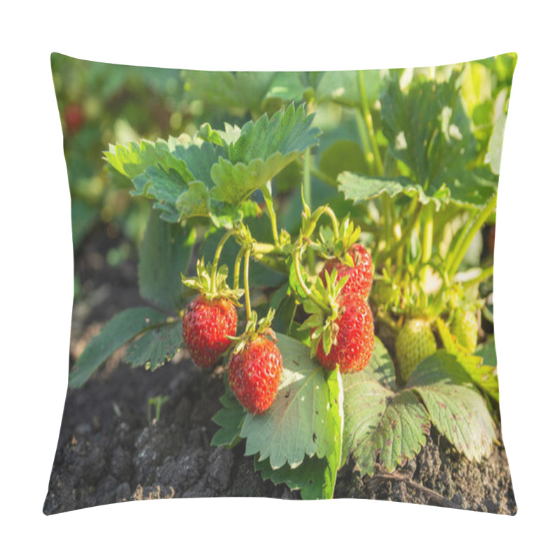 Personality  Strawberry Plant In The Garden. Strawberry Branch With Red Berries And Green Leaves In The Garden Bed. Pillow Covers