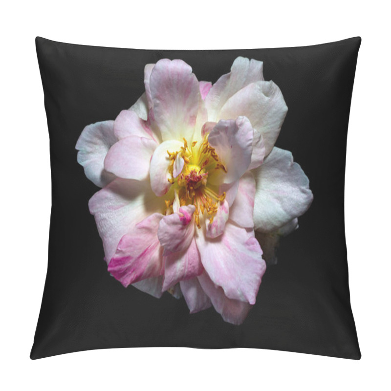 Personality  The Delicate Petals Of A Withering Sakura Gasumi Ros Pillow Covers