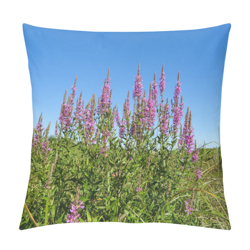 Personality  Lythrum Salicaria (Purple Loosestrife) Native Eurasian Wetland Wildflower Pillow Covers