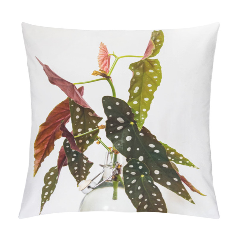 Personality  Cutting Of Polka-dot Begonia (begonia Maculata Var. Wightii) Houseplant Rooting In Water. Pillow Covers