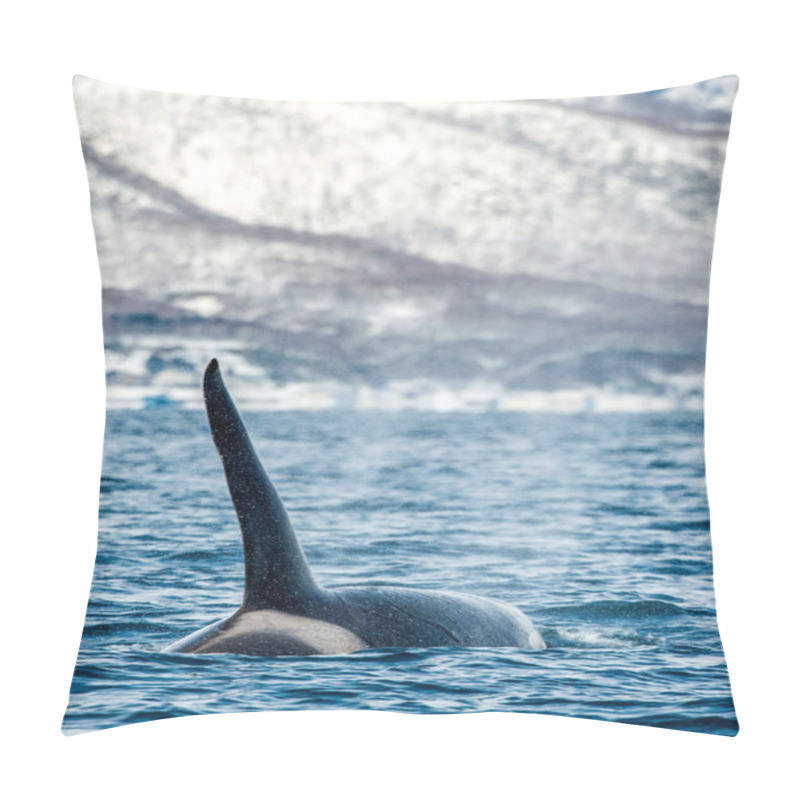 Personality  Orca Or Killer Whale, Orcinus Orca, Travelling In Sea Of Okhotsk, Snow-covered Mountains On The Background. Pillow Covers