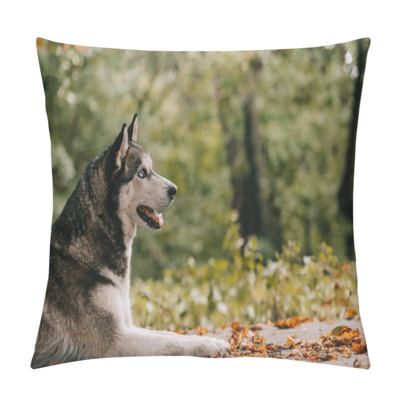 Personality  Siberian Husky Dog In Autumn Park Pillow Covers