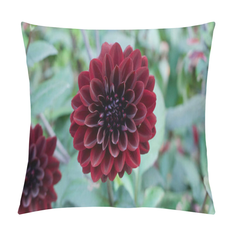 Personality  Dark Red Chrysanthemum Against Soft Green Foliage Background With Copyspace Pillow Covers