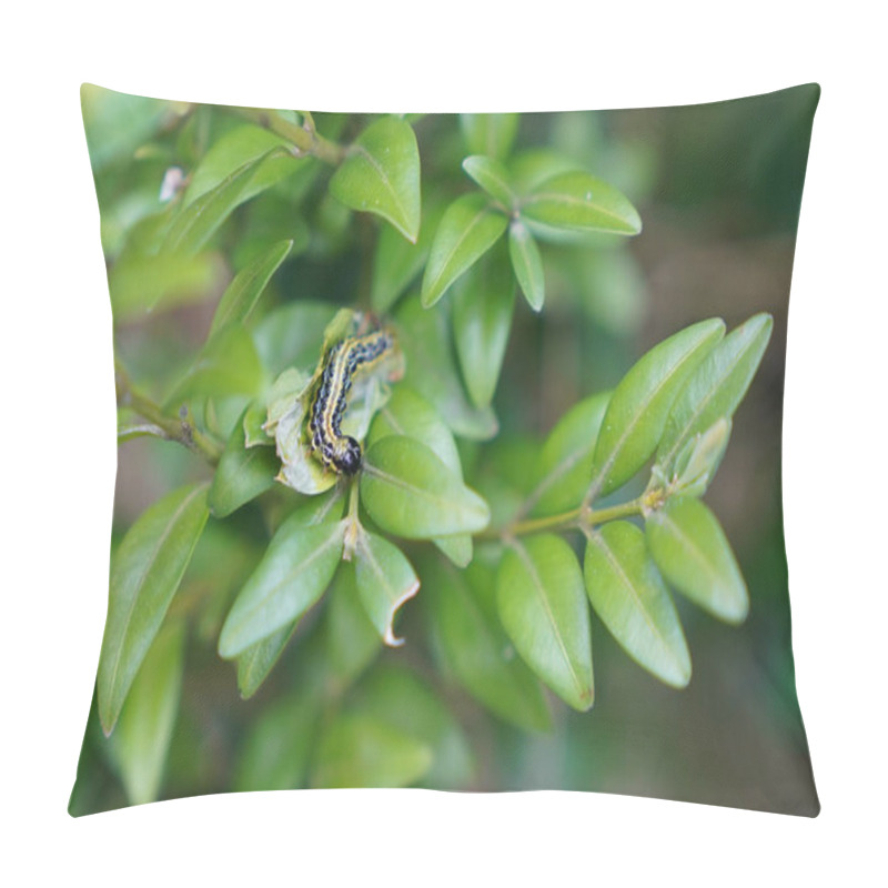 Personality  Pest, Green Boxwood Caterpillar Eating Leaves On The Bush Pillow Covers