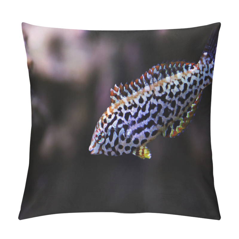 Personality  Black Spotted Leopard Wrasse  - (Macropharyngodon Meleagris) Pillow Covers