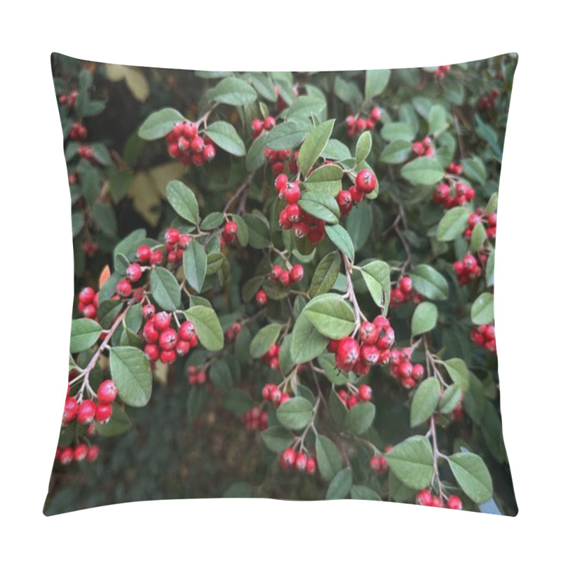 Personality  Cotoneaster Pannosus, Small Red Berries. Wild Life. Pillow Covers