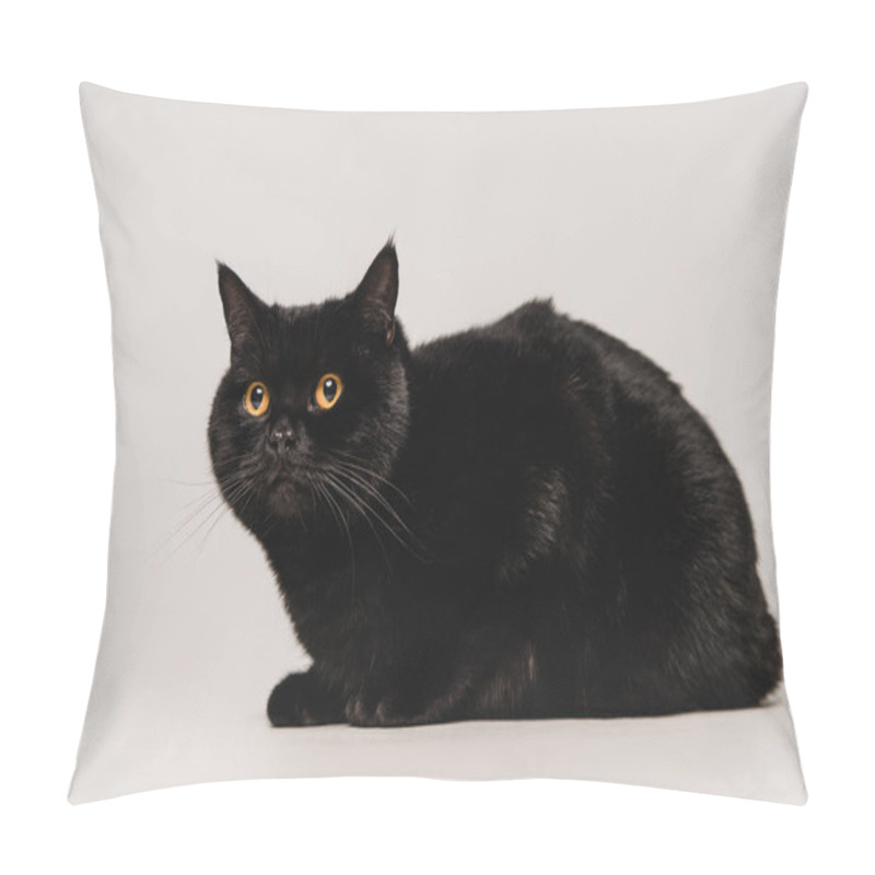 Personality  Fluffy Black Cat Sitting On Table Isolated On Grey  Pillow Covers