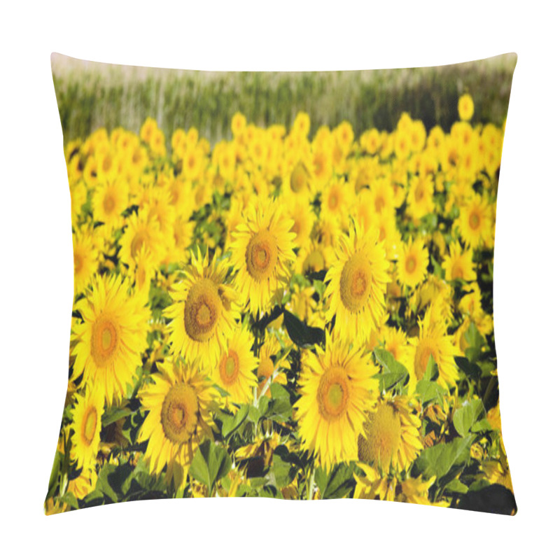 Personality  Sunflower Field, Zamora Province, Castile And Leon, Spain Pillow Covers