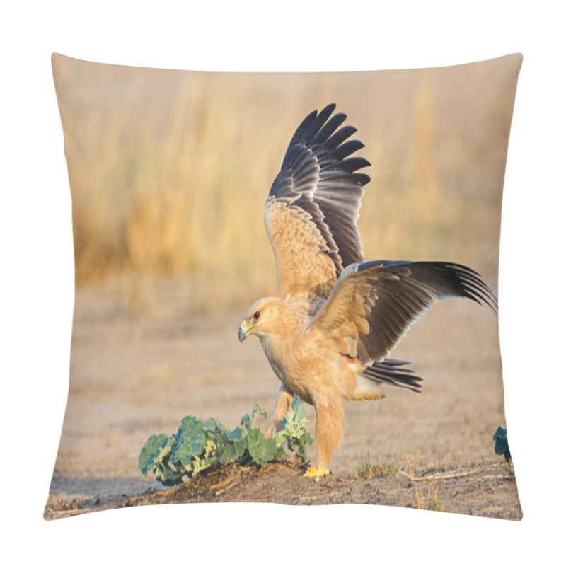 Personality  A Tawny Eagle (Aquila Rapax) Hunting On The Ground With Open Wings, South Africa Pillow Covers