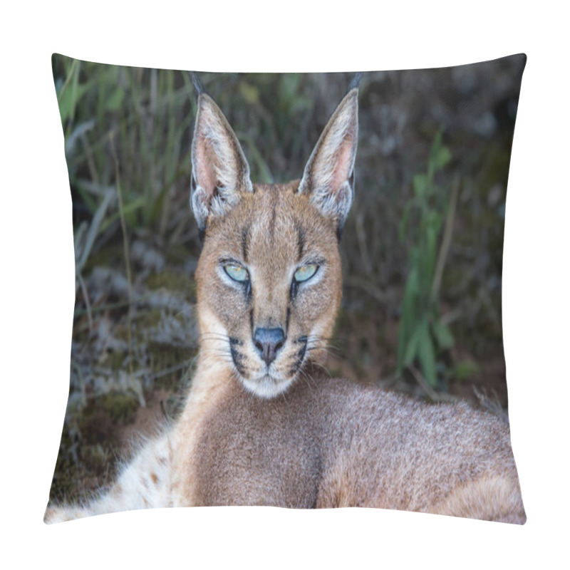 Personality  Close View Portrait Of Caracal Wild Cat With Blue Eyes  Pillow Covers