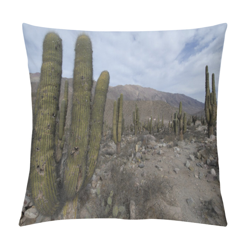 Personality  Cardon Grande Cactuses Pillow Covers