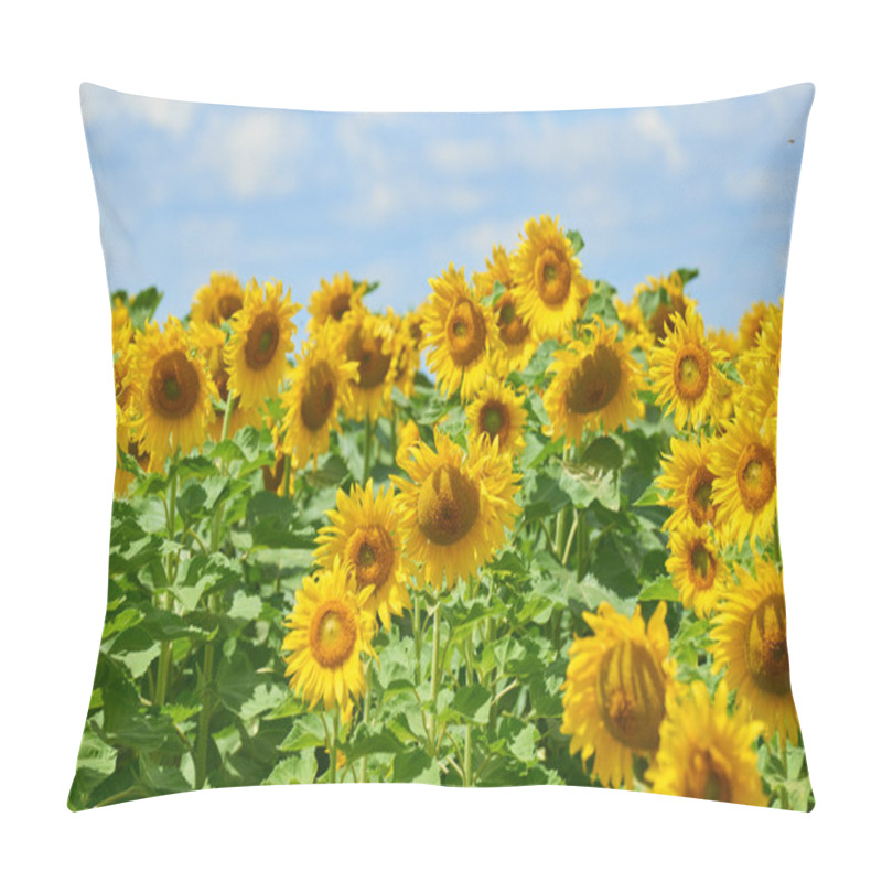 Personality  Sunflower Field Beautiful Summer Landscape With Soft Cloudy Sky Pillow Covers