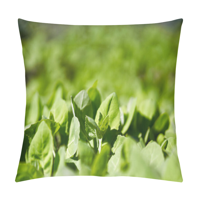 Personality  Closeup Of Garden Orache (atriplex Hortensis) Also Known As French Spinach Pillow Covers