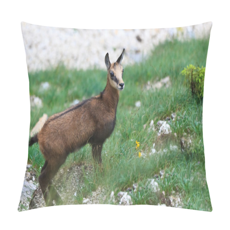 Personality  Kid Chamois (Rupicapra Carpatica) Pillow Covers