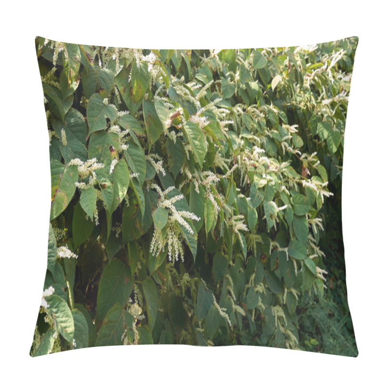 Personality  Reynoutria Japonica Plants In Bloom Pillow Covers