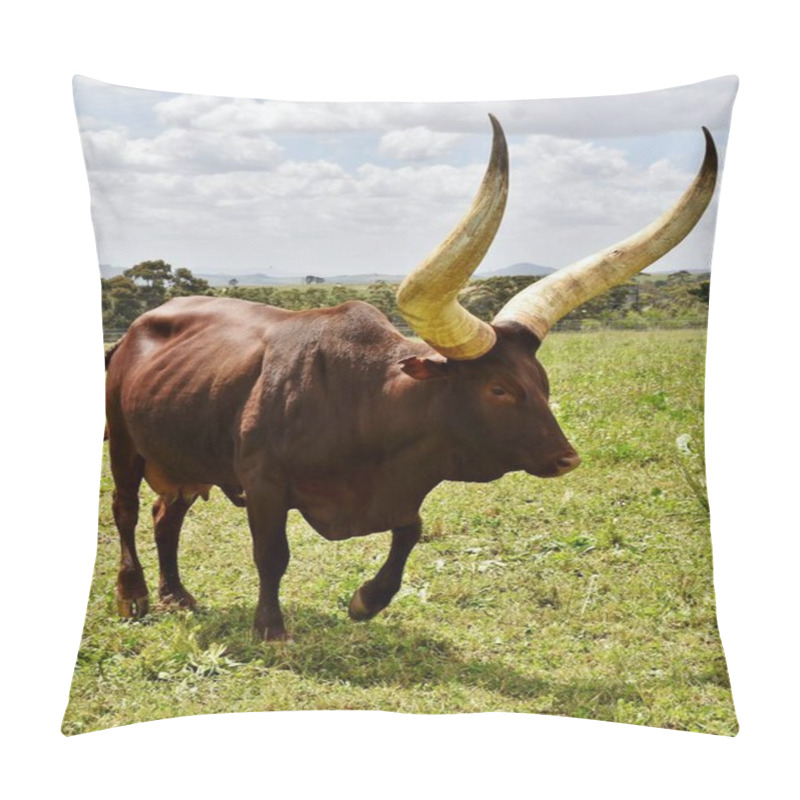 Personality  Close Up Of An Ankole Cow With Big Horns Pillow Covers