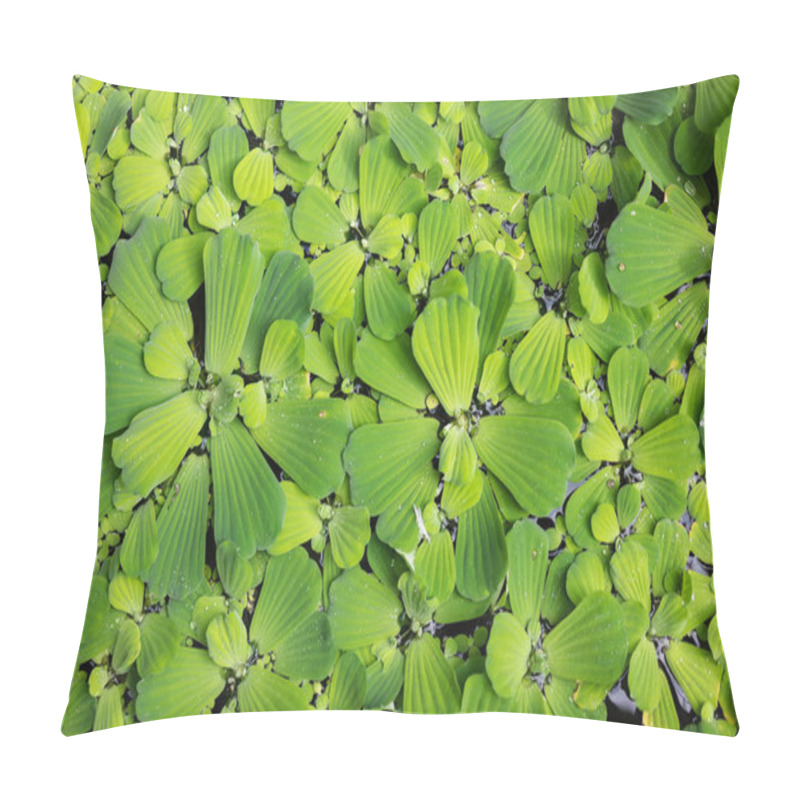 Personality  Common Duckweed Lemna Minor, Full Frame Texture Structure Pillow Covers