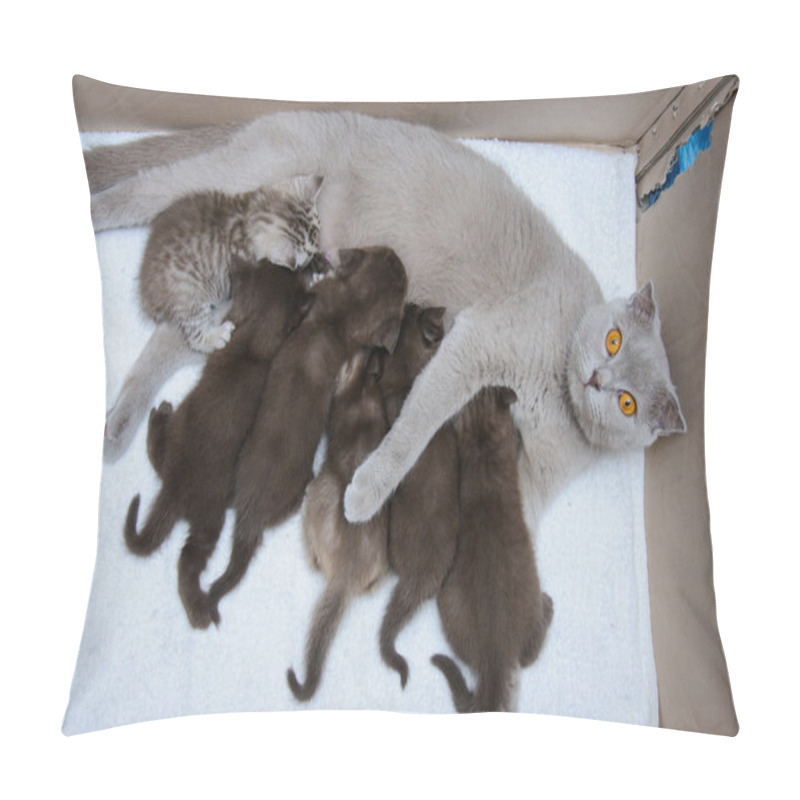 Personality  Scottish Fold Mother Cat Milk Feeding Her Kittens Pillow Covers