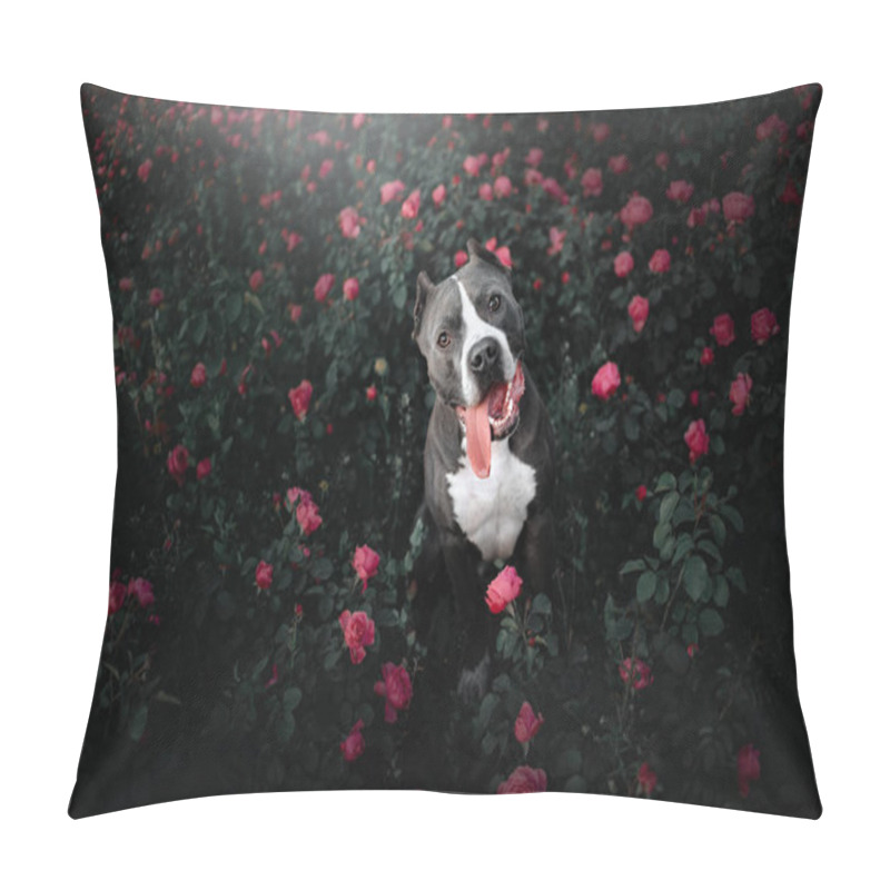 Personality  Happy American Pit Bull Terrier Dog Portrait In Blooming Roses Pillow Covers