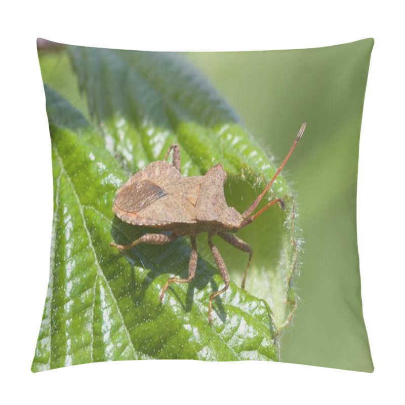 Personality  Dock Bug,Coreus Marginatus, On A Leaf In The Morning Sun. Pillow Covers