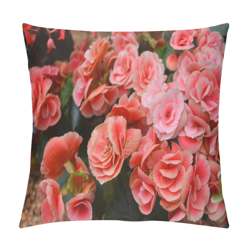 Personality  Rieger Begonias Pillow Covers