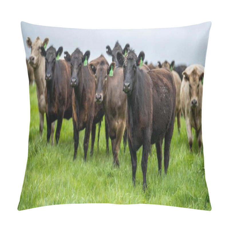 Personality  Close Up Of Beef Cows And Calves Grazing On Grass In Australia, On A Farming Ranch. Cattle Eating Hay And Silage. Breeds Include Speckled Park, Murray Grey, Angus, Brangus, Hereford, Wagyu, Dairy Cows. Pillow Covers