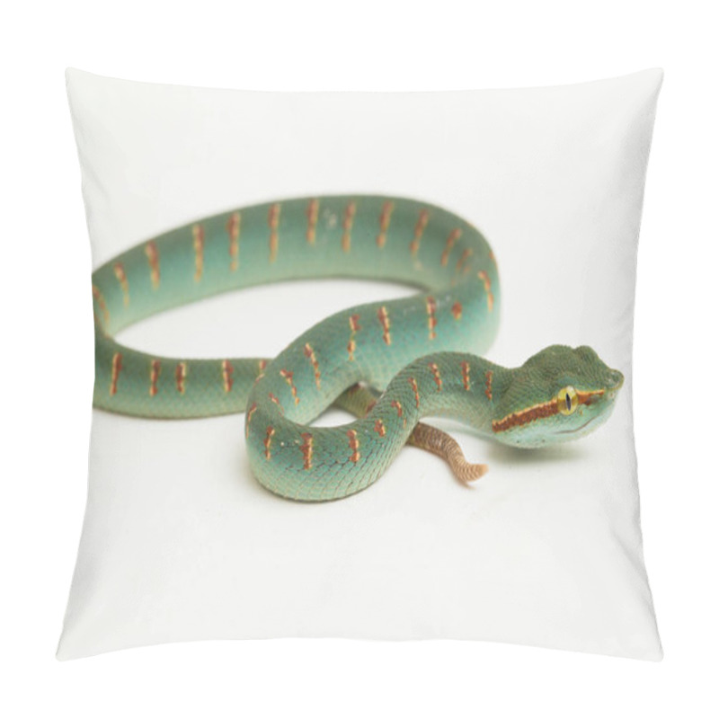 Personality  Wagler's Pit Viper (Tropidolaemus Wagleri) Isolated On White Background Pillow Covers