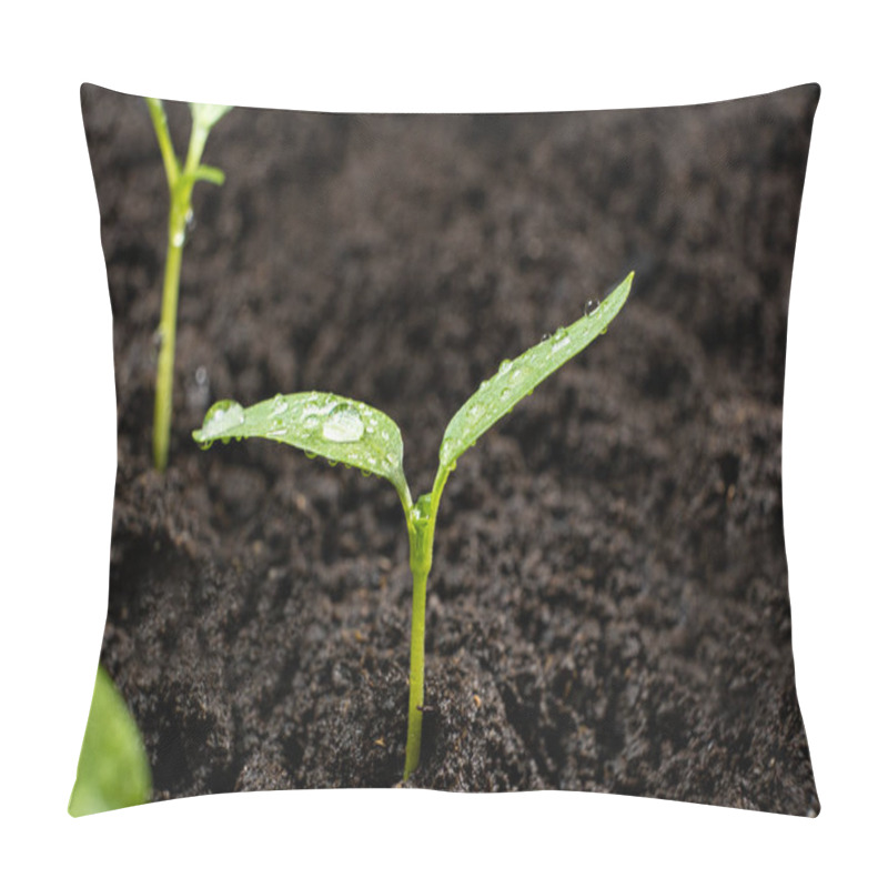 Personality  Growing Peppers From Seeds. Step 5 - The Sprout Has Grown Pillow Covers