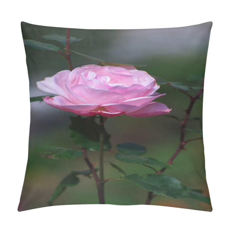 Personality  Pink Roses On The Bush, Macro, Rose Garden Pillow Covers