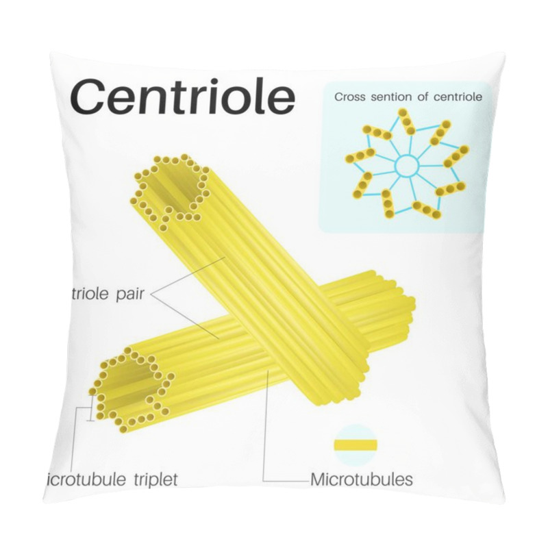 Personality  Centrioles Are Cylindrical Organelles.Found In Most Eukaryotic Cells. Pillow Covers