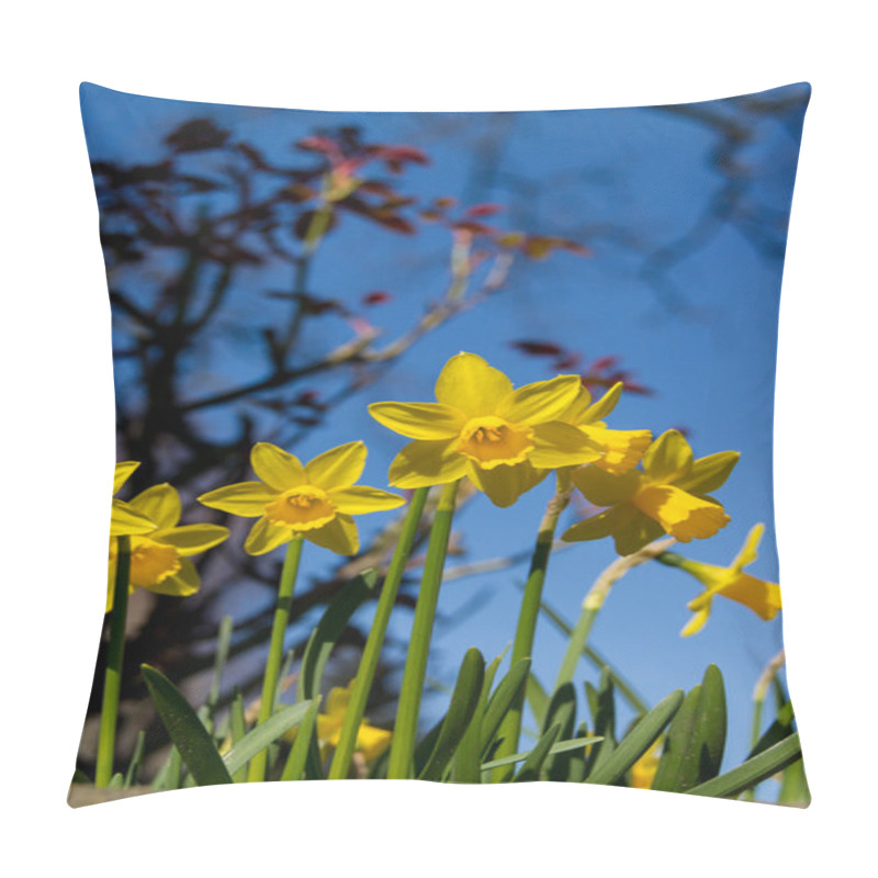 Personality  Spring Daffodils Pillow Covers