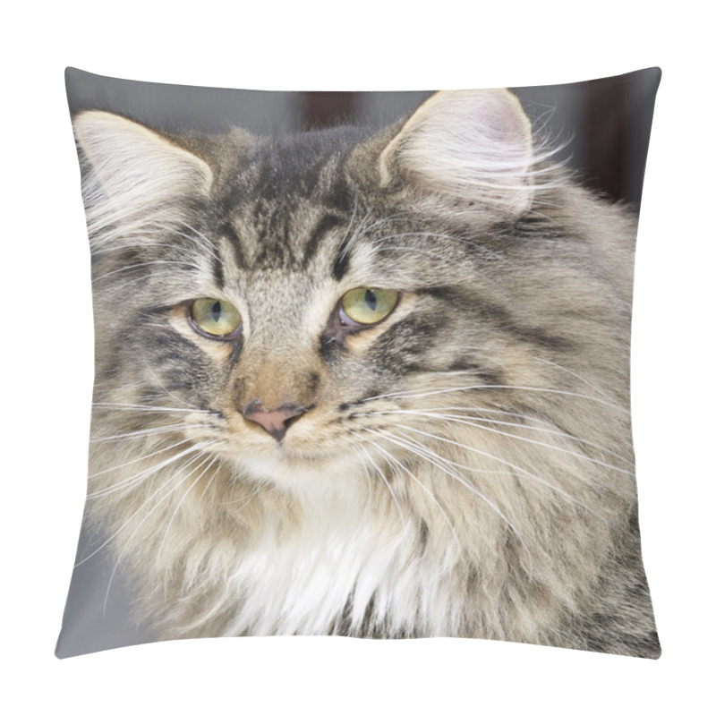 Personality  Norwegian Forest Cat Portrait Pillow Covers