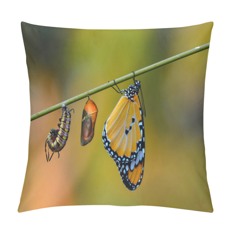 Personality  A Farm For Butterflies, Pupae And Cocoons Are Suspended. Concept Transformation Of Butterfly Pillow Covers