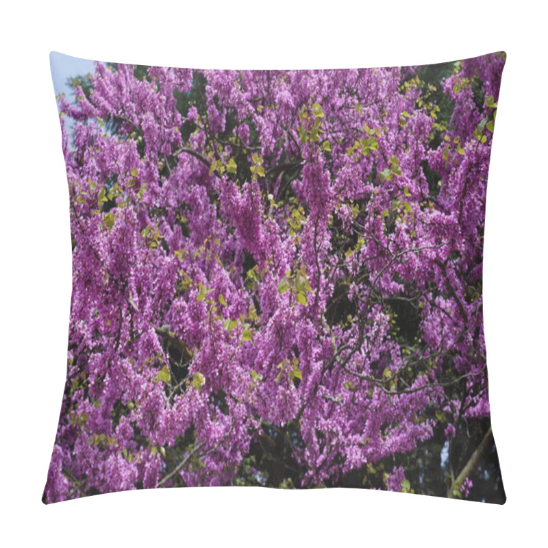 Personality  Cercis Canadensis Or Eastern Redbud Is A Perennial Tree With Small Pink Or Purple Flowers On Its Branches And Trunk. It Has Medicinal Properties, Reduces Fever, And Can Be Eaten In Salads. Pillow Covers