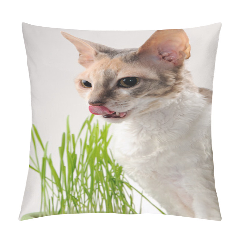 Personality  Cat Licking Its Lips After Eating Grass Pillow Covers