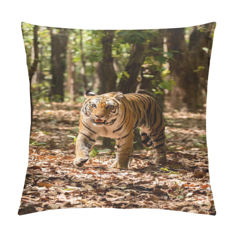 Personality  A Dominant Female Tiger Patrolling His Territory On A Hot Summer Day In The Deep Jungles Of Bandhavgarh Tiger Reserve During A Wildlife Safari Pillow Covers