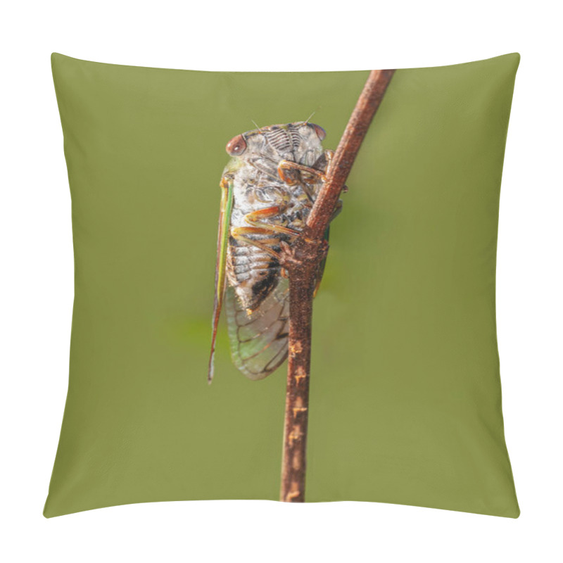 Personality  Detailed Anterior View Of An Adult Annual Cicada, Neotibicen Spp., On A Branch. Dog-day Cicada. Vertical Pillow Covers