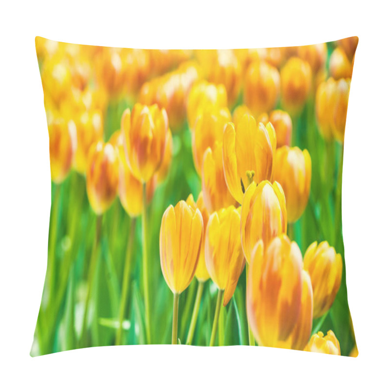 Personality  Yellow And Orange Tulips Blooming Brightly In A Lush Garden Surrounded By Green Leaves, Showcasing The Vibrant Beauty Of Spring. Pillow Covers