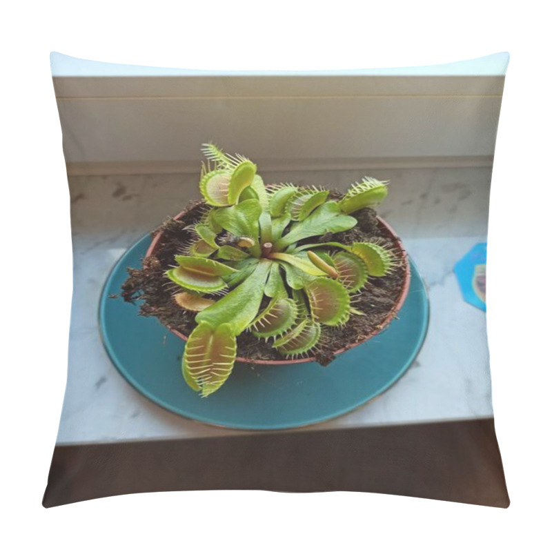 Personality  Vibrant Venus Flytrap In A Pot On A Windowsill With Natural Light Illuminating The Green Leaves. Pillow Covers