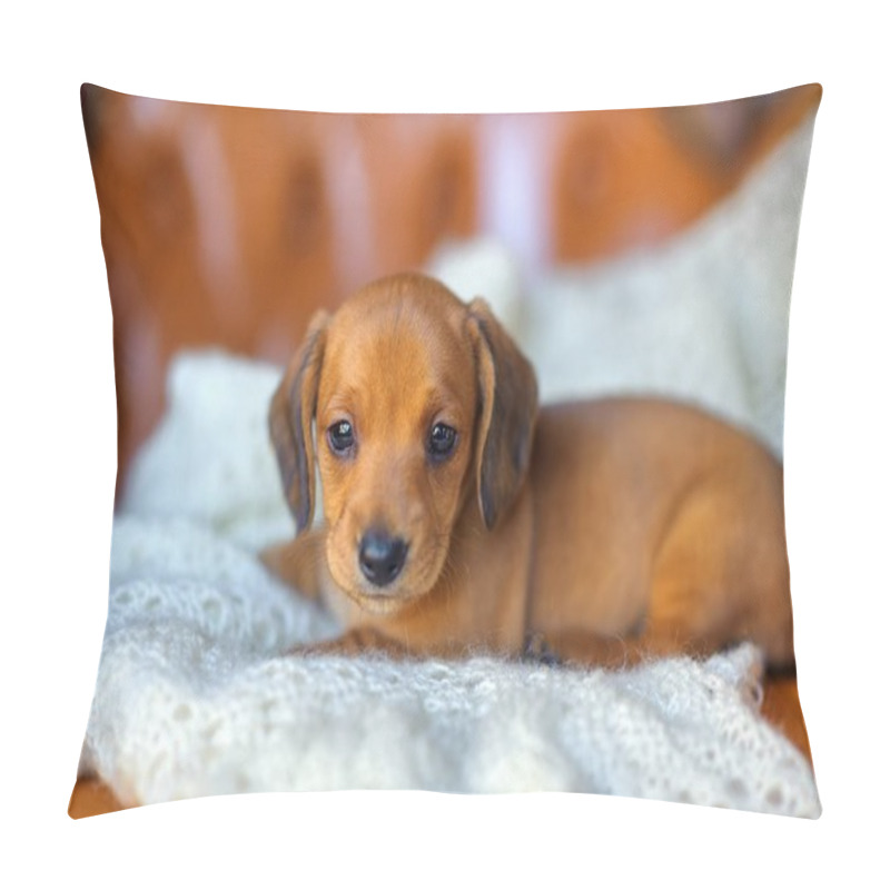 Personality   Cute Dachshund Puppy Pillow Covers