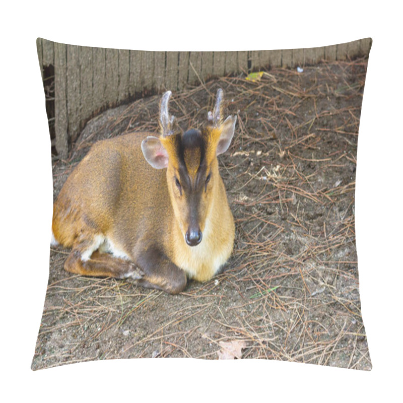 Personality  Resting Deer With Short Antlers On A Forest Floor Pillow Covers