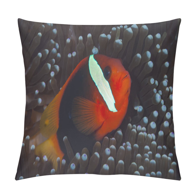 Personality  Red&Black Anemonefish Amphiprion Melanopus Pillow Covers