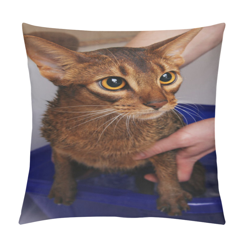 Personality  Abyssinian Cat Bathing, Looking Sad Pillow Covers