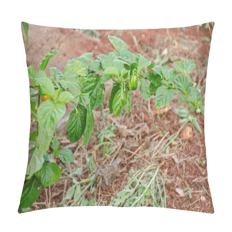 Personality  This Is A Branch Of A Healthy Scotch Bonnet Pepper Tree With Thick Foliage And A Few Mature Green Peppers, Hanging Over The Ground With Cut Vegetation. Pillow Covers