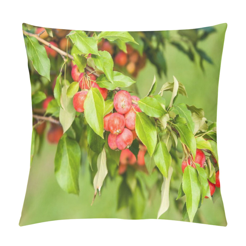 Personality  Crabapple And Wild Apple. Malus  Is A Genus Of About  Species Of Small Deciduous Apple Trees Or Shrubs In The Family Rosaceae Pillow Covers