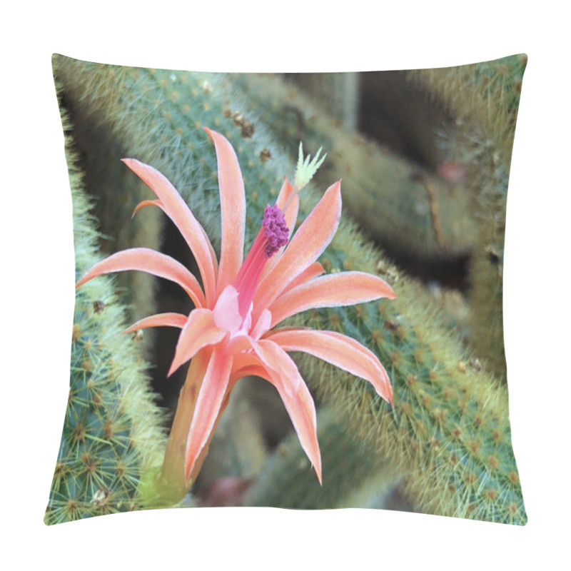 Personality  The Golden Rat Tail (Cleistocactus Winteri) Or Rat Tail Cactus Pillow Covers