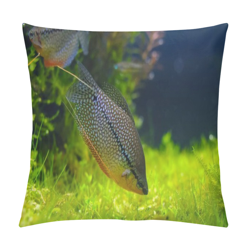 Personality  Trichopodus Leerii Adult Search Food In Moss Bottom, Widespread Aqua Trade Labyrinth Fish, Professional Care Iwagumi Planted Aquadesign, Shallow Dof Bokeh, Hobby Lifestyle, Underwater Wildlife Pillow Covers