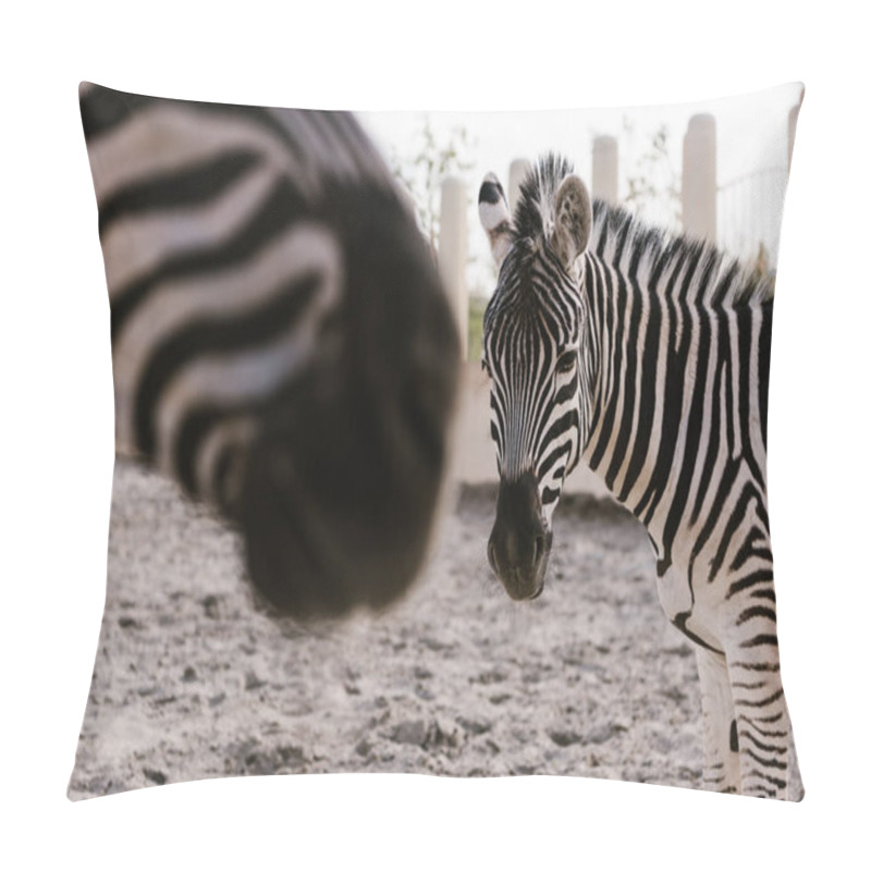 Personality  Close Up View Of Two Zebras Grazing On Ground In Corral At Zoo Pillow Covers