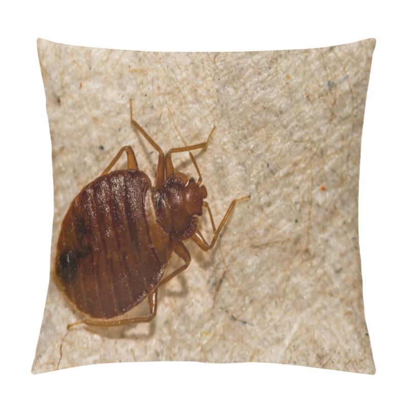 Personality  A Close Up Of A Common Bed Bug (Cimex Lectularius) Pillow Covers